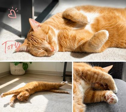 Tory, Adoptable, Adult Female Domestic Short Hair & Domestic Short Hair.