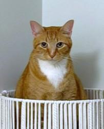 Tory, a Adoptable mixed breed in Washington, DC image 3/3