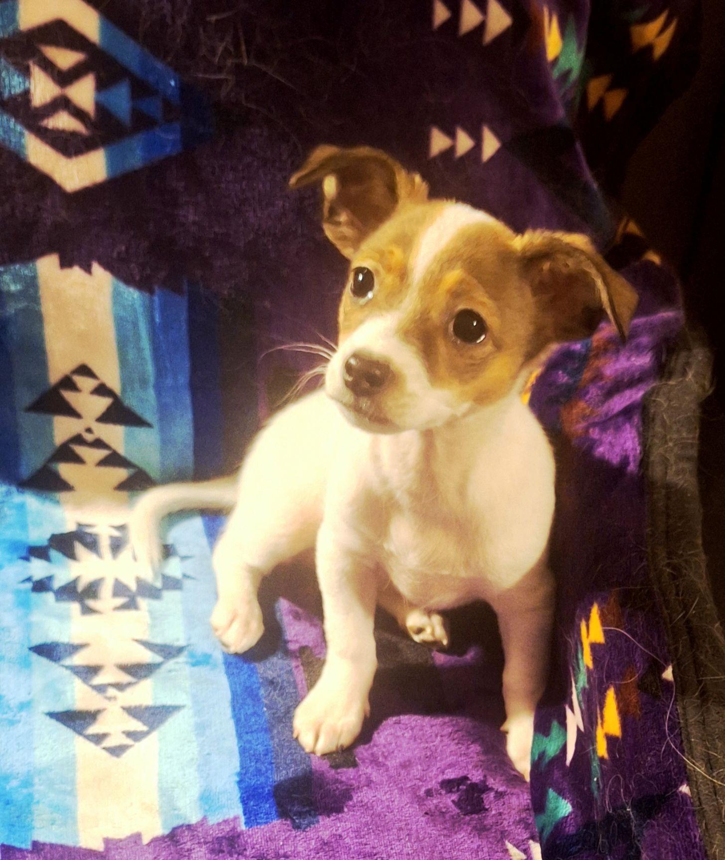 Enlarge Buttercup, a Adoptable Chihuahua in Colorado Springs, CO image 2/3