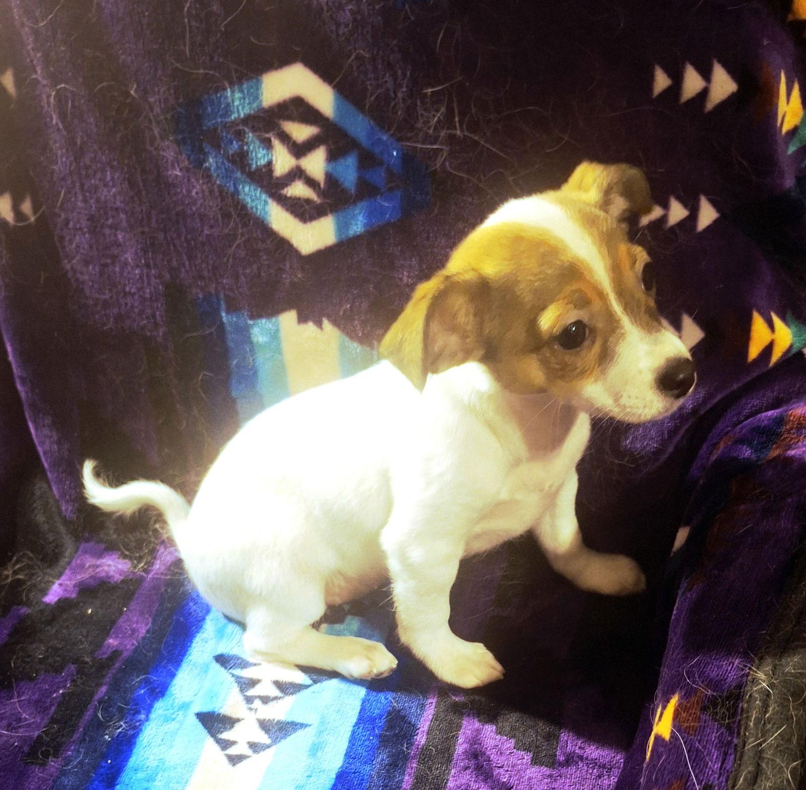 Enlarge Buttercup, a Adoptable Chihuahua in Colorado Springs, CO image 3/3