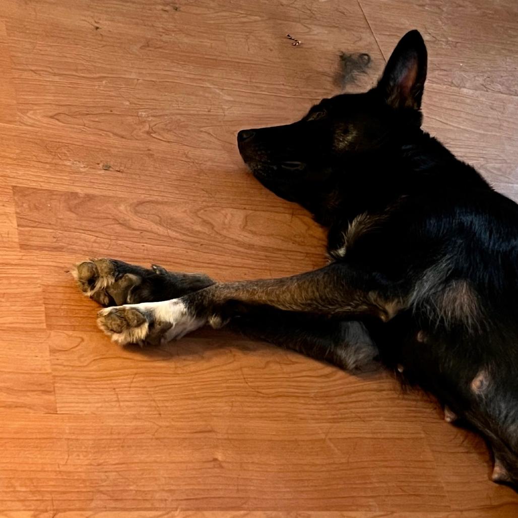 Goose, Adoptable, Adult Female Mixed Breed.