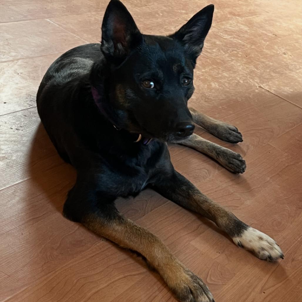 Enlarge Goose, a Adoptable Mixed Breed in Buffalo, WY image 2/4