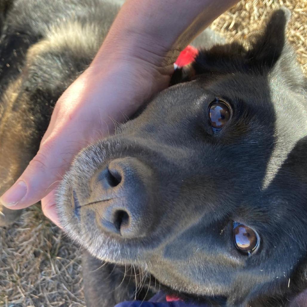 Enlarge Goose, a Adoptable Mixed Breed in Buffalo, WY image 3/4