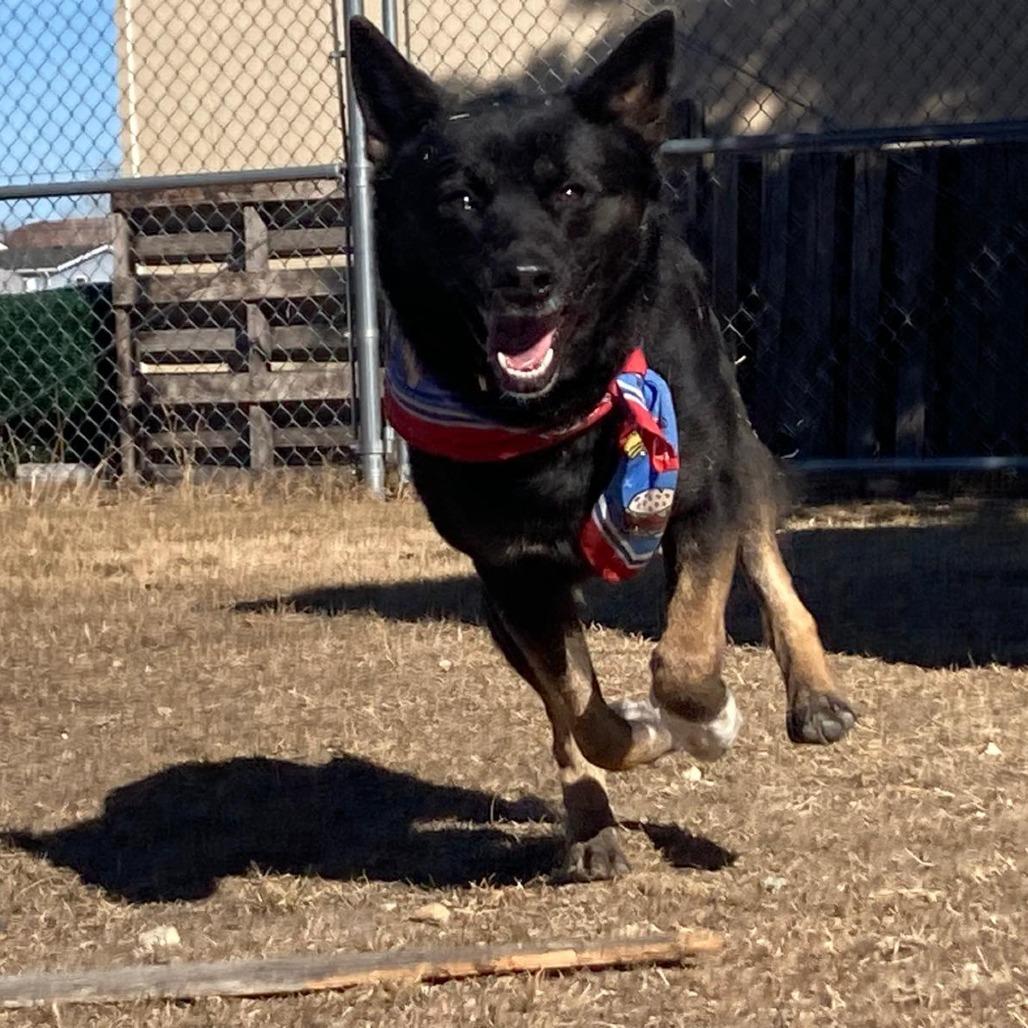 Enlarge Goose, a Adoptable Mixed Breed in Buffalo, WY image 4/4