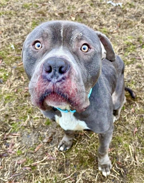 Enlarge Catnap, a Adoptable mixed breed in Millersville, MD image 1/4