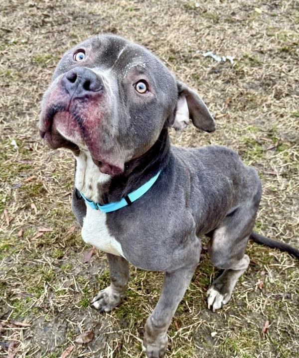 Enlarge Catnap, a Adoptable mixed breed in Millersville, MD image 3/4