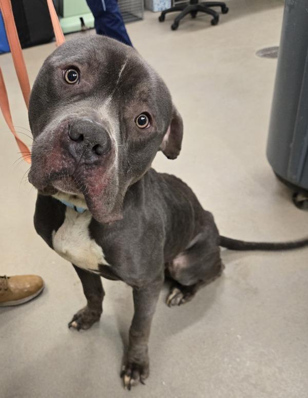 Enlarge Catnap, a Adoptable mixed breed in Millersville, MD image 4/4