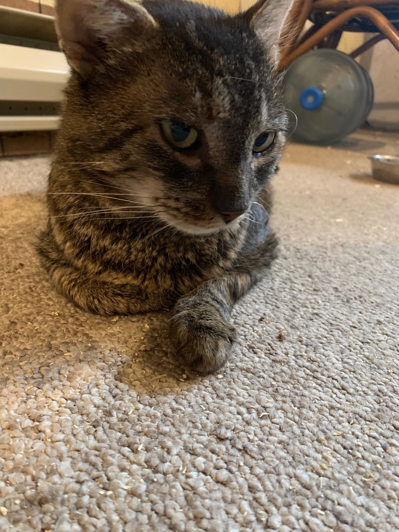 Martin, a Adoptable Domestic Short Hair in Fredericton, NB image 1/12