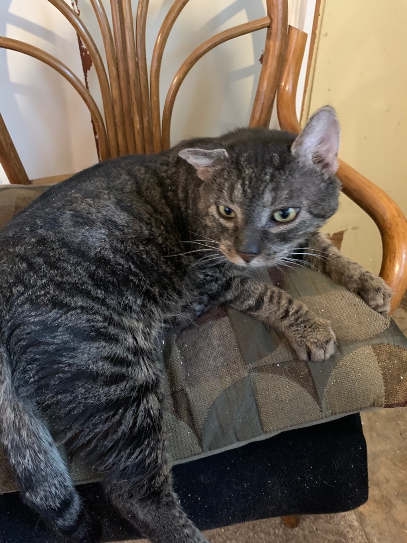 Martin, a Adoptable Domestic Short Hair in Fredericton, NB image 2/12