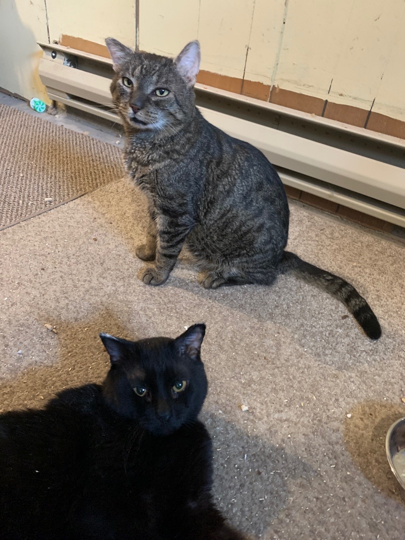 Martin, a Adoptable Domestic Short Hair in Fredericton, NB image 3/12