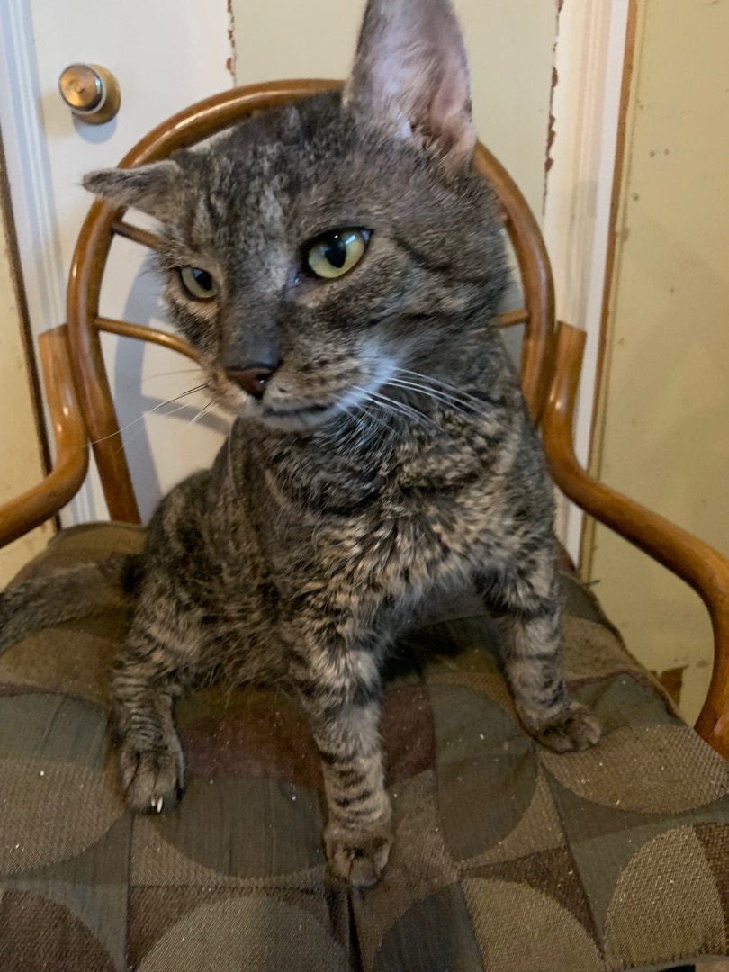 Martin, a Adoptable Domestic Short Hair in Fredericton, NB image 4/12