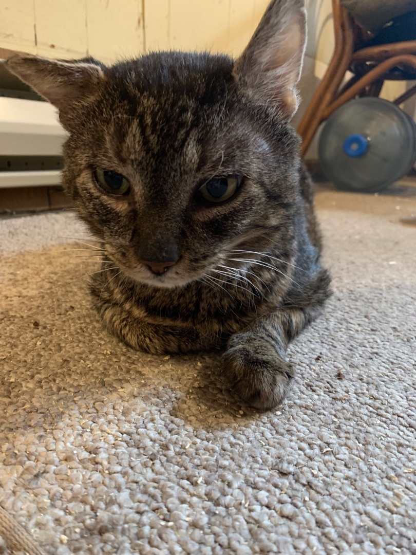 Martin, a Adoptable Domestic Short Hair in Fredericton, NB image 5/12