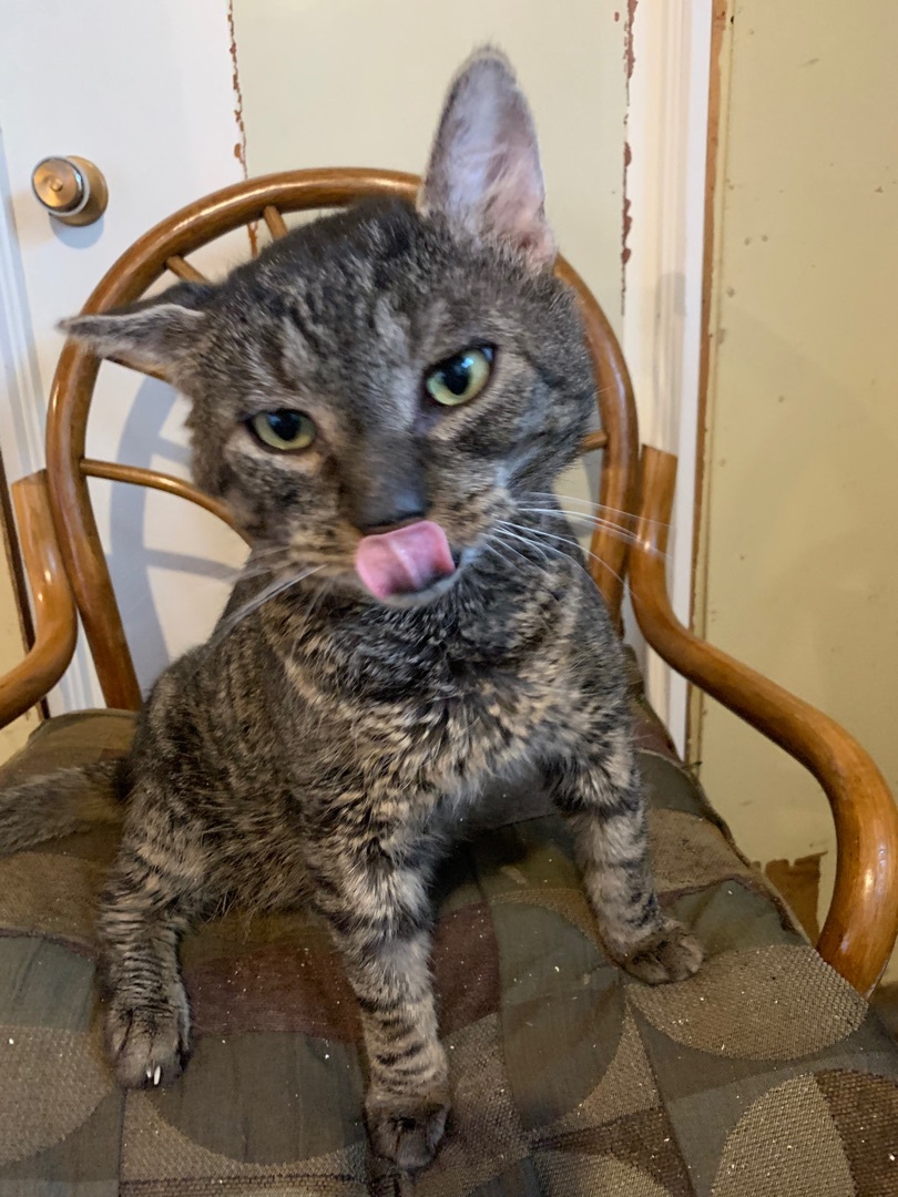 Martin, a Adoptable Domestic Short Hair in Fredericton, NB image 6/12