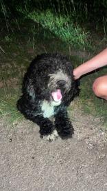 Baxter, an adoptable Standard Poodle Mix in Portland, OR_image-1