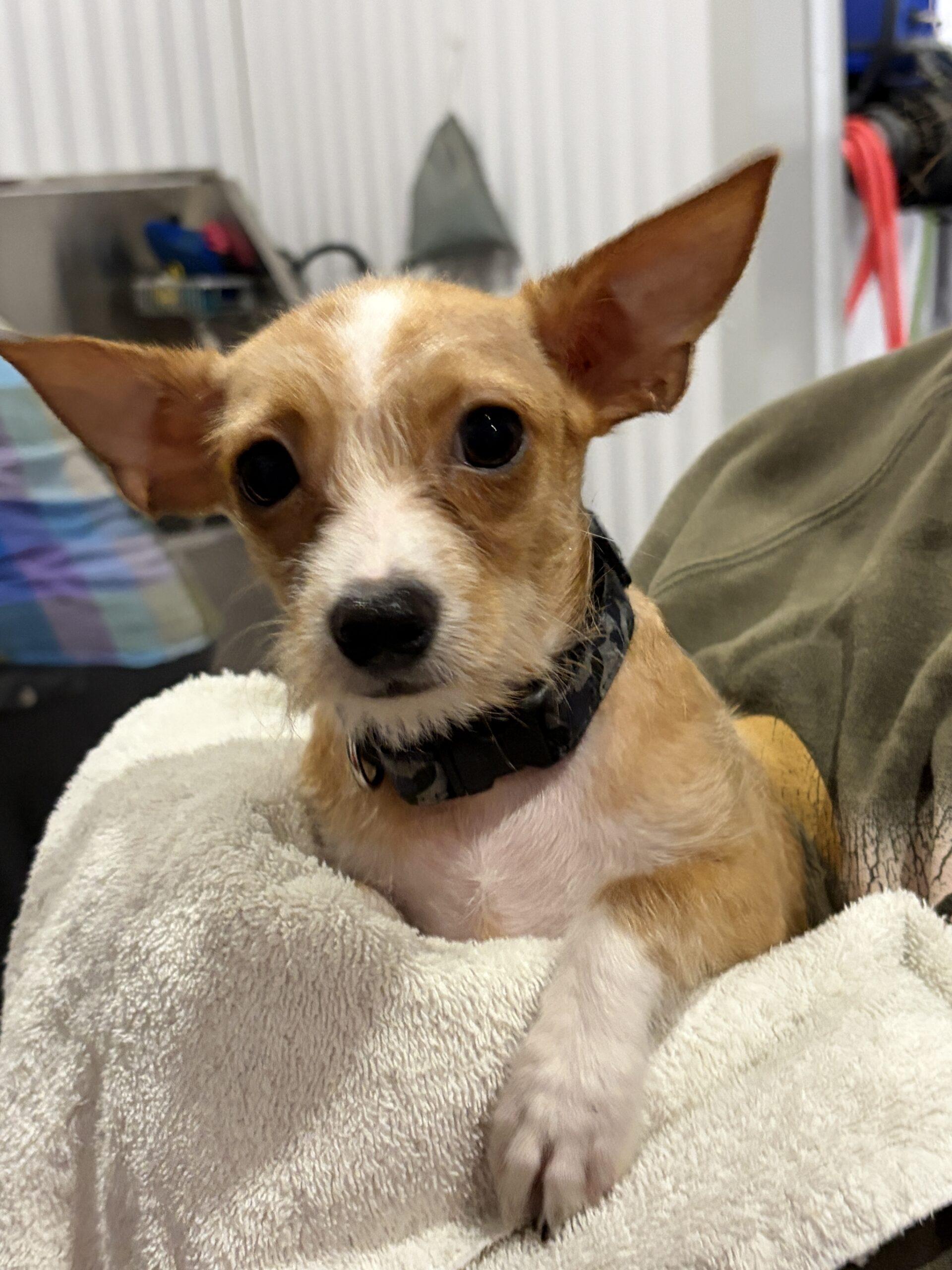 Titan, Adoptable, Young Male Chihuahua & Cockapoo.