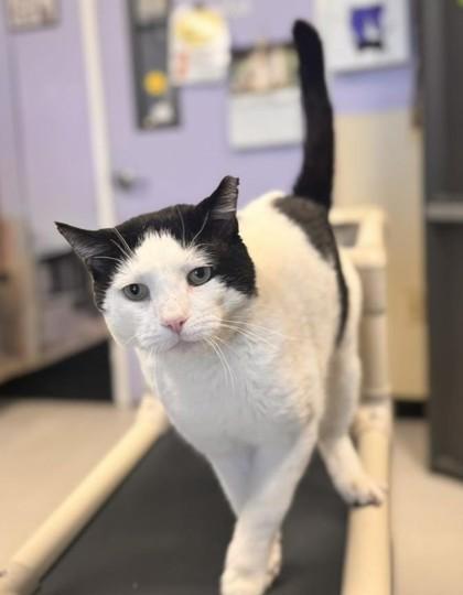 Enlarge Bruiser, a Adoptable mixed breed in Bridgewater, NJ image 1/1