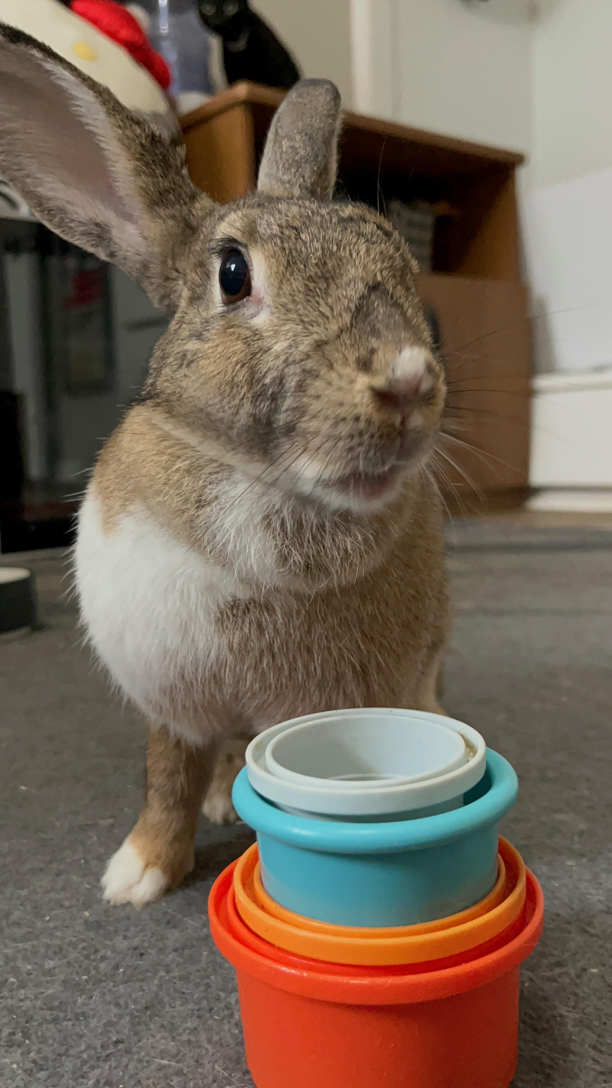 Bambi, a ADOPTABLE mixed breed in San Antonio, TX image 5/5