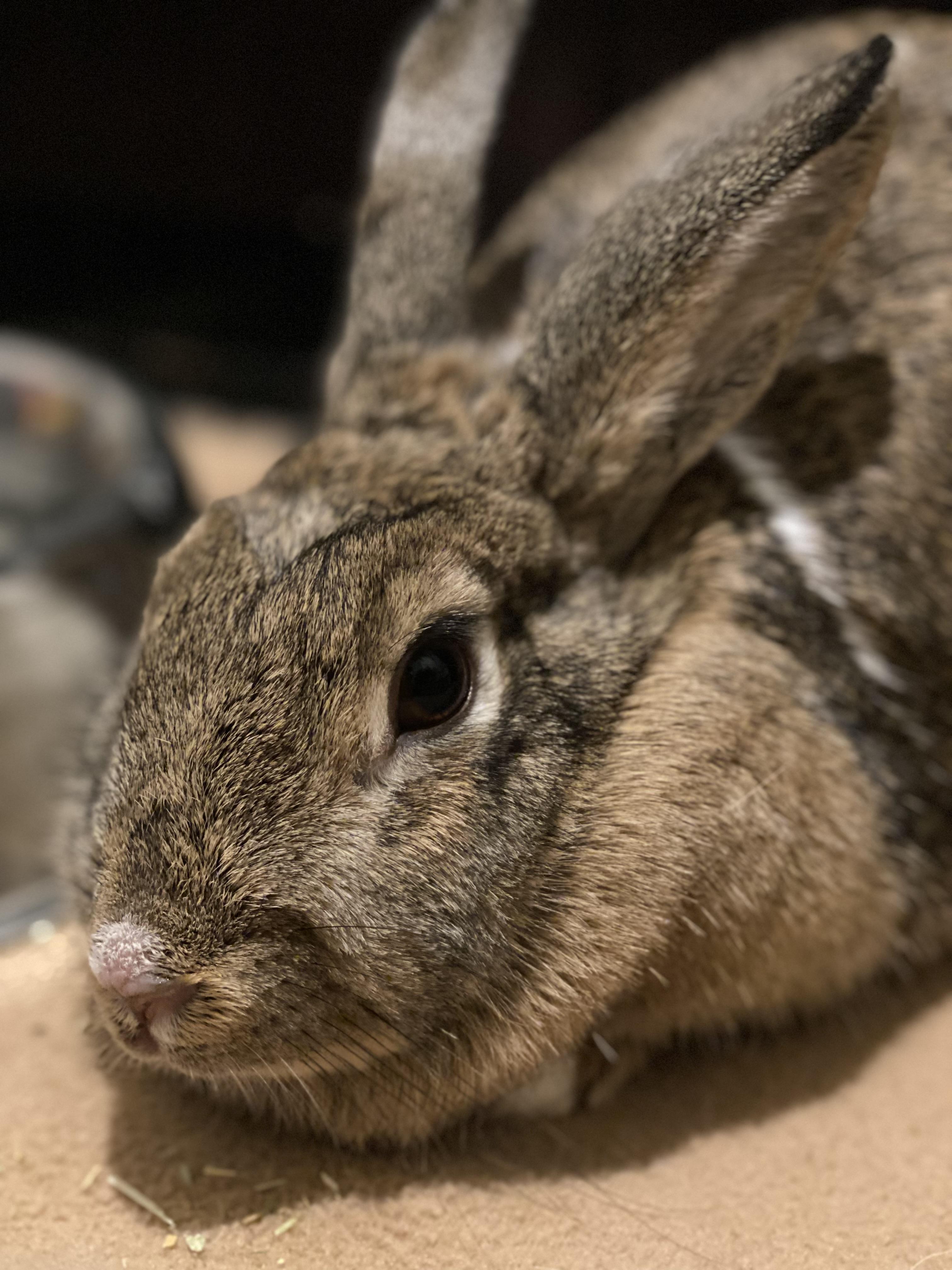 Bambi, a ADOPTABLE mixed breed in San Antonio, TX image 2/5