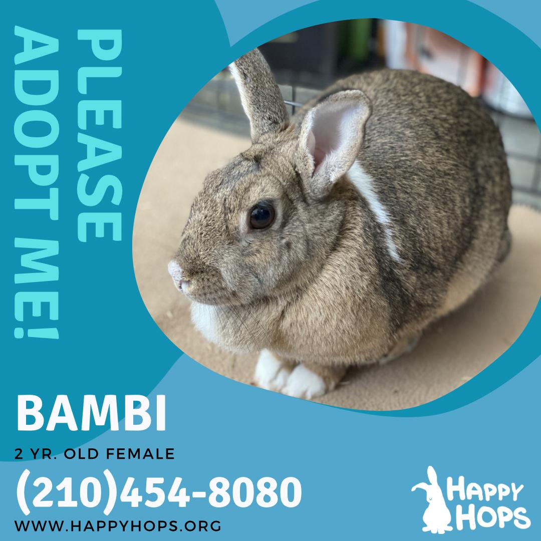 Bambi, a ADOPTABLE mixed breed in San Antonio, TX image 4/5