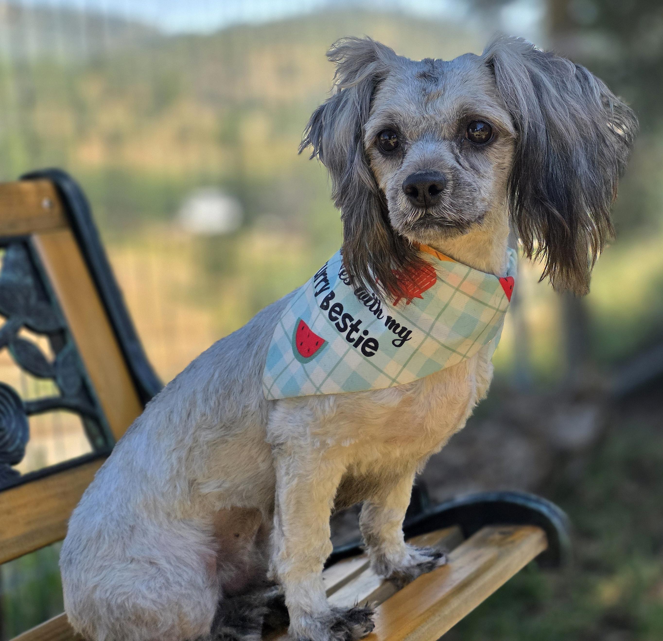 Enlarge Maupé, a ADOPTABLE Maltipoo in Clovis, CA image 2/3