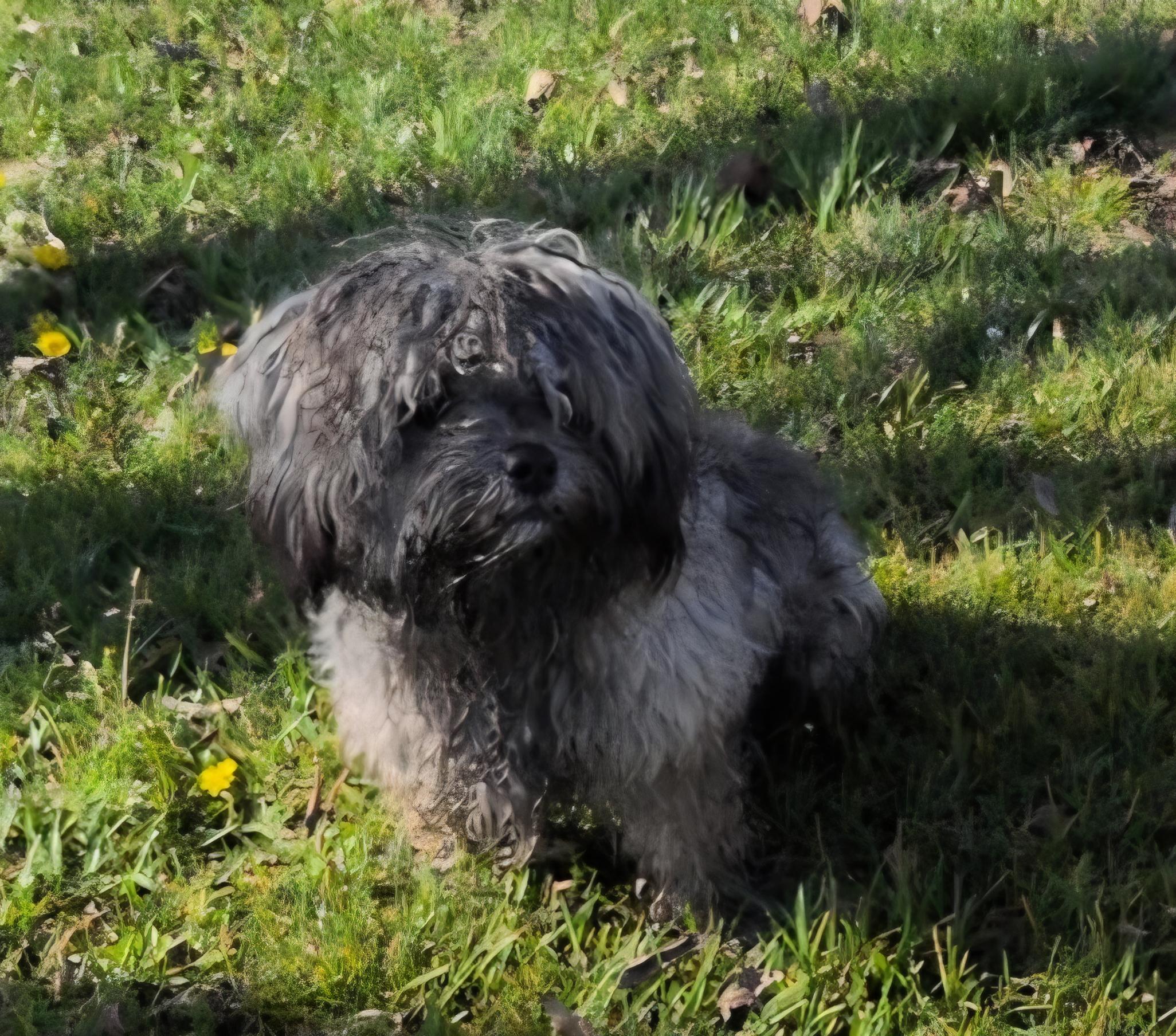 Enlarge Maupé, a ADOPTABLE Maltipoo in Clovis, CA image 3/3