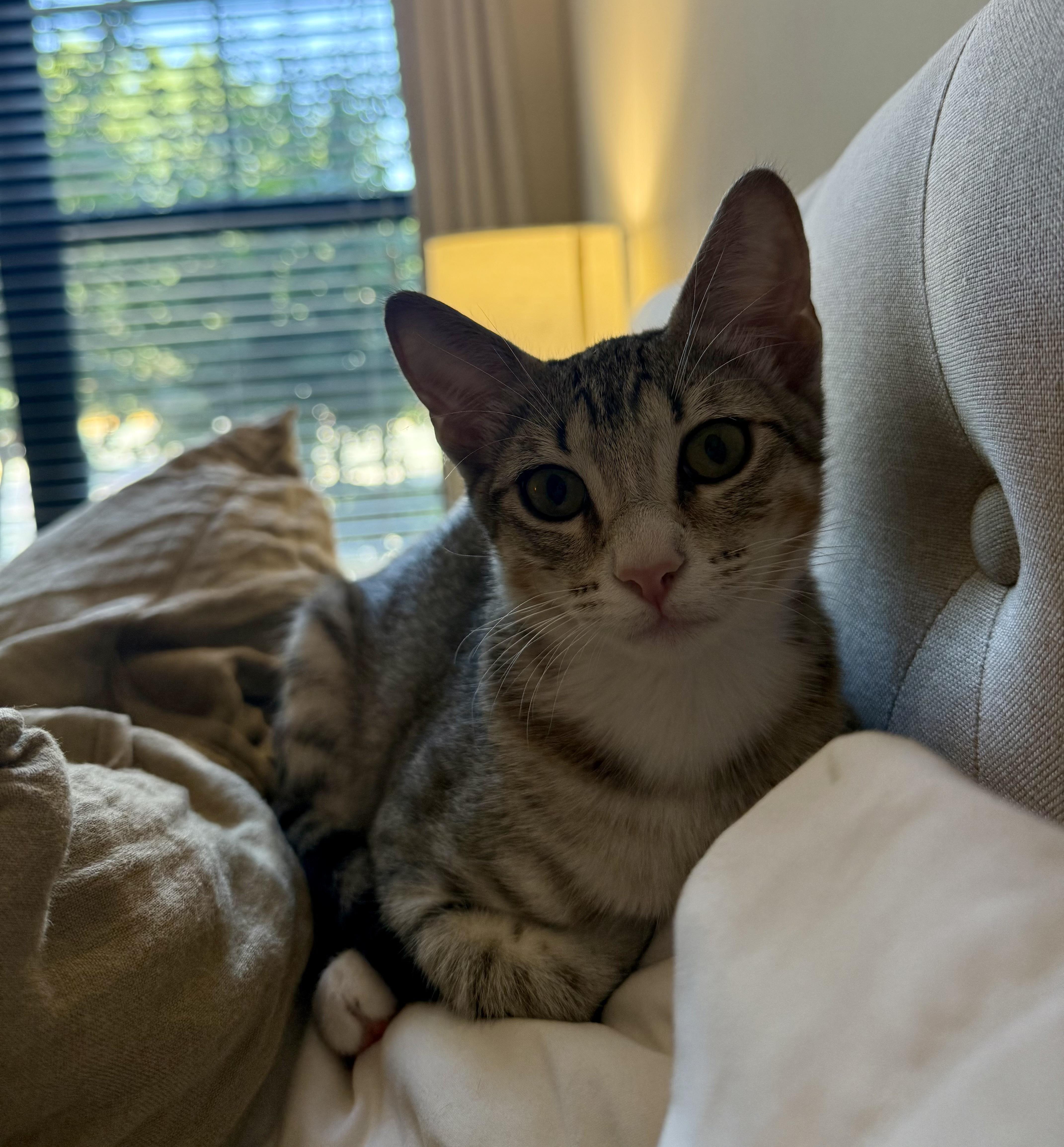 Happy, a Adoptable Domestic Short Hair in Fort Belvoir, VA image 6/6