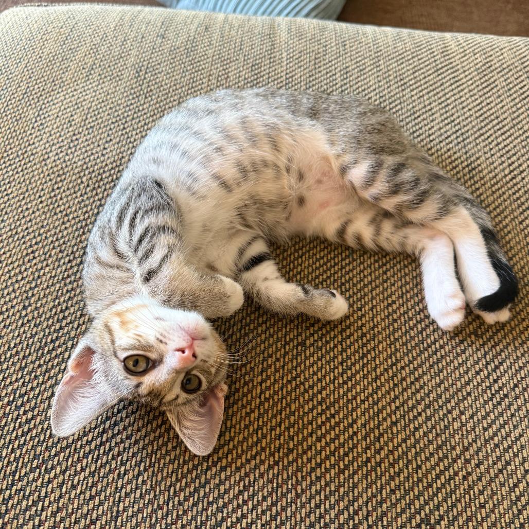 Enlarge Happy, a Adoptable Domestic Short Hair in Fort Belvoir, VA image 1/1