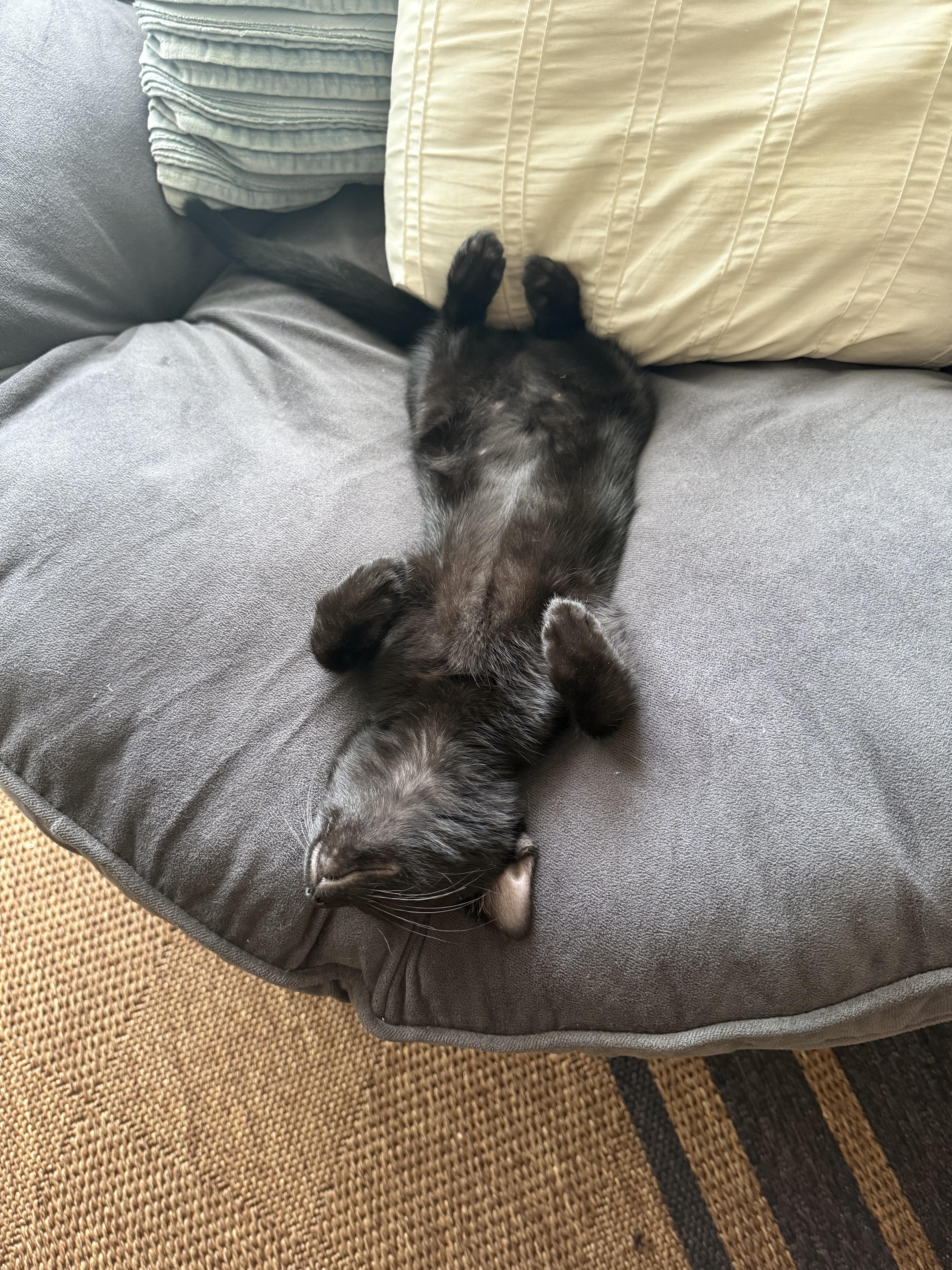 Happy, a Adoptable Domestic Short Hair in Fort Belvoir, VA image 5/6