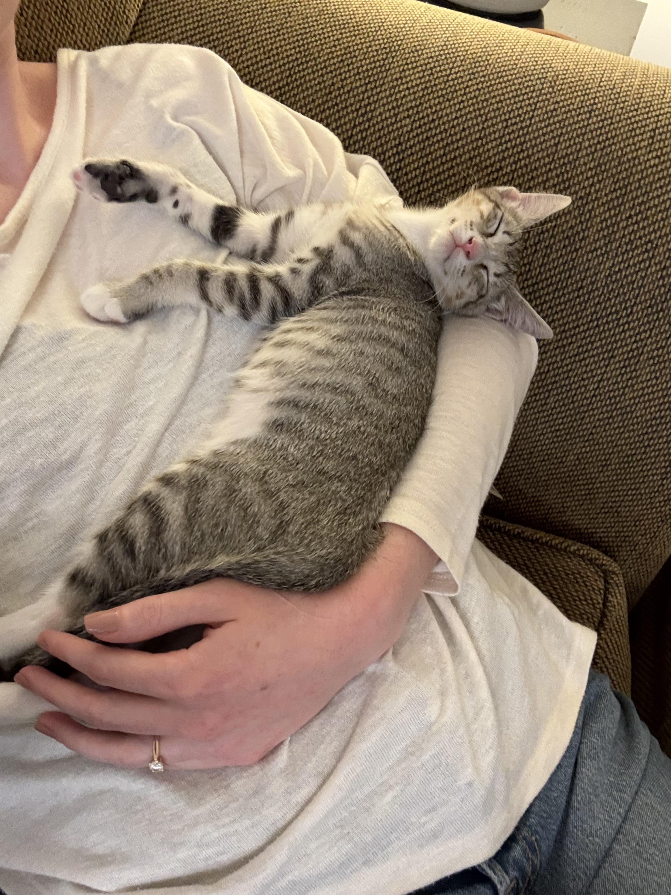 Happy, a Adoptable Domestic Short Hair in Fort Belvoir, VA image 4/6
