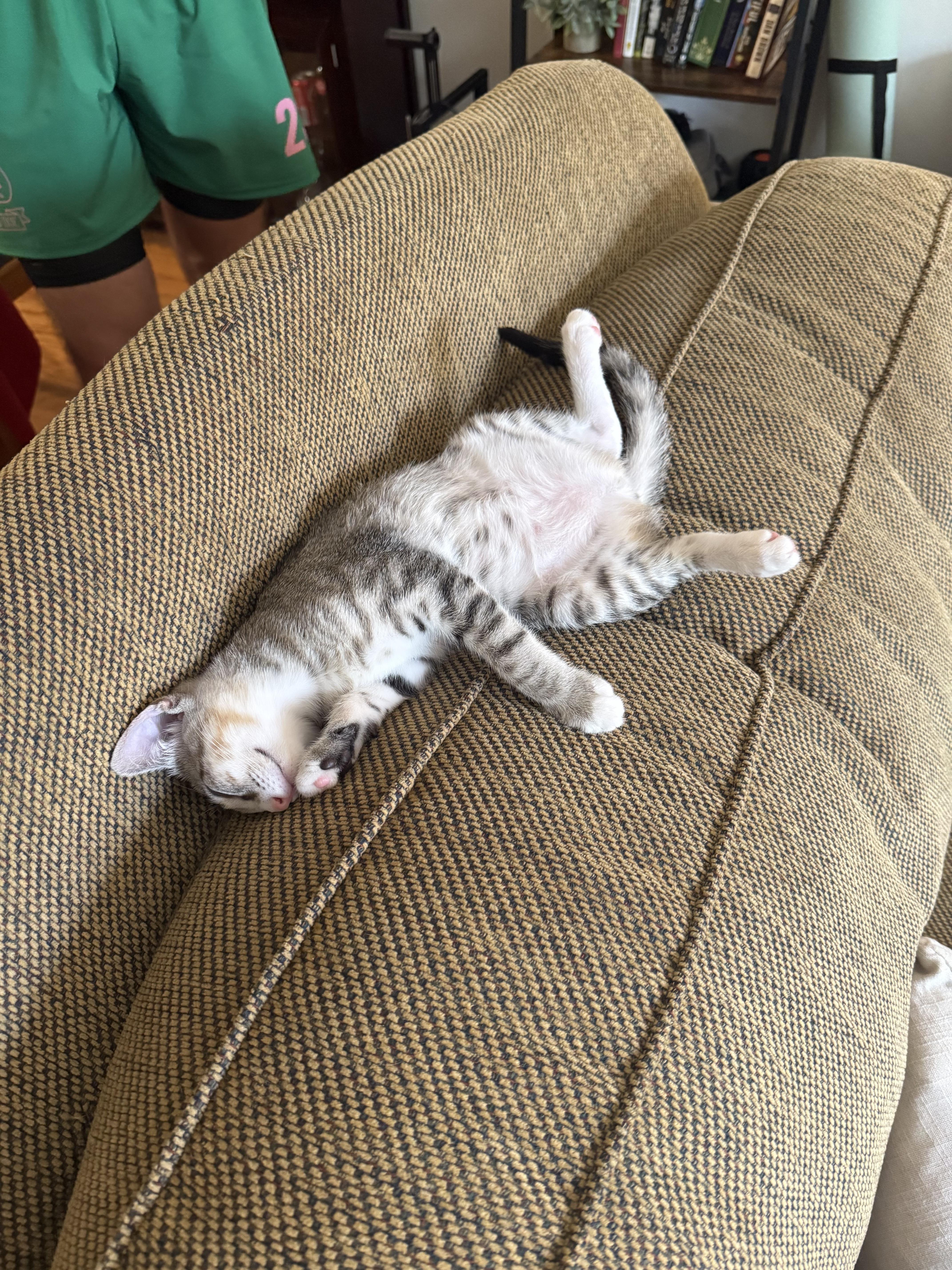 Happy, a Adoptable Domestic Short Hair in Fort Belvoir, VA image 3/6