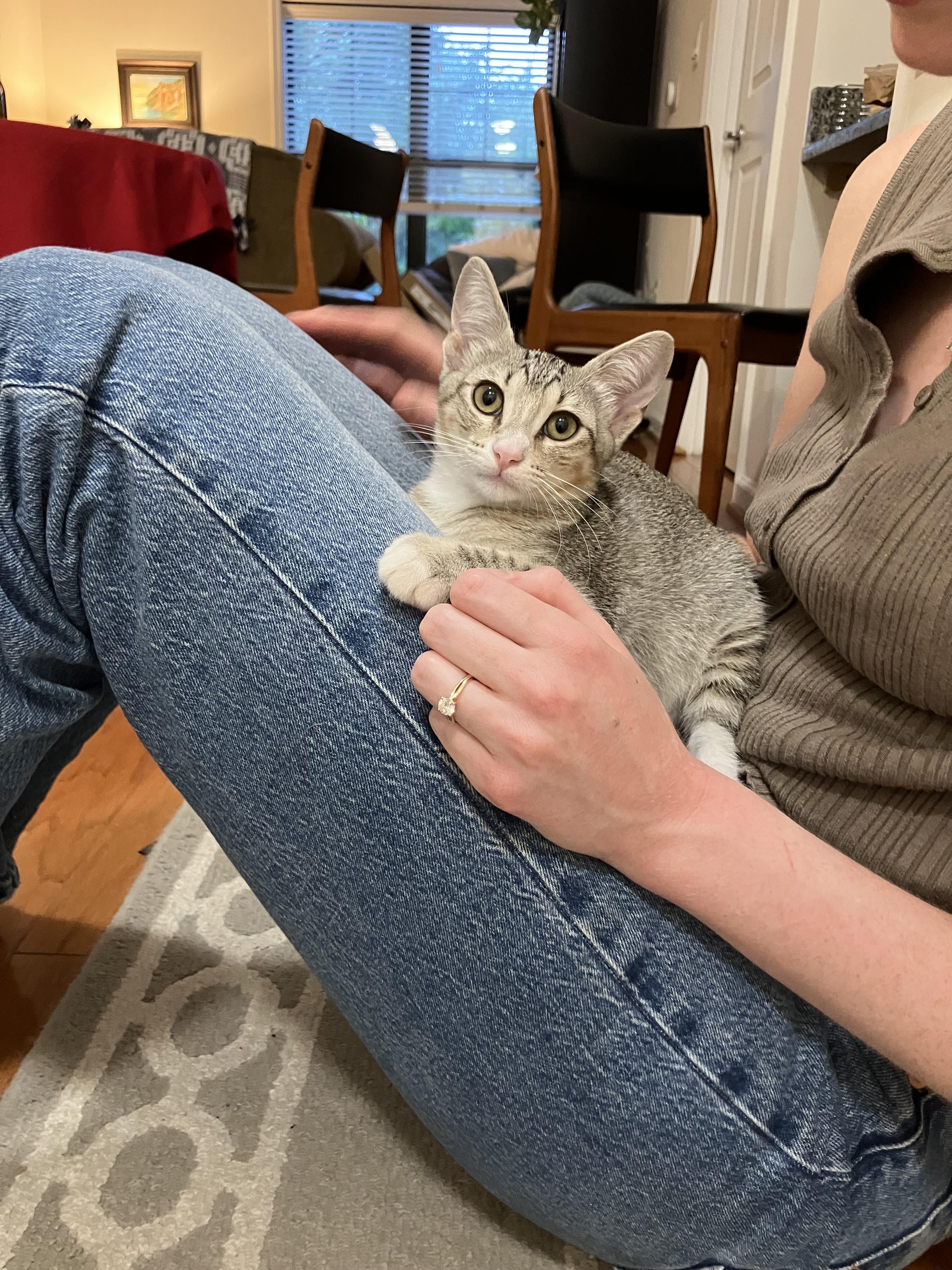 Happy, a Adoptable Domestic Short Hair in Fort Belvoir, VA image 1/6