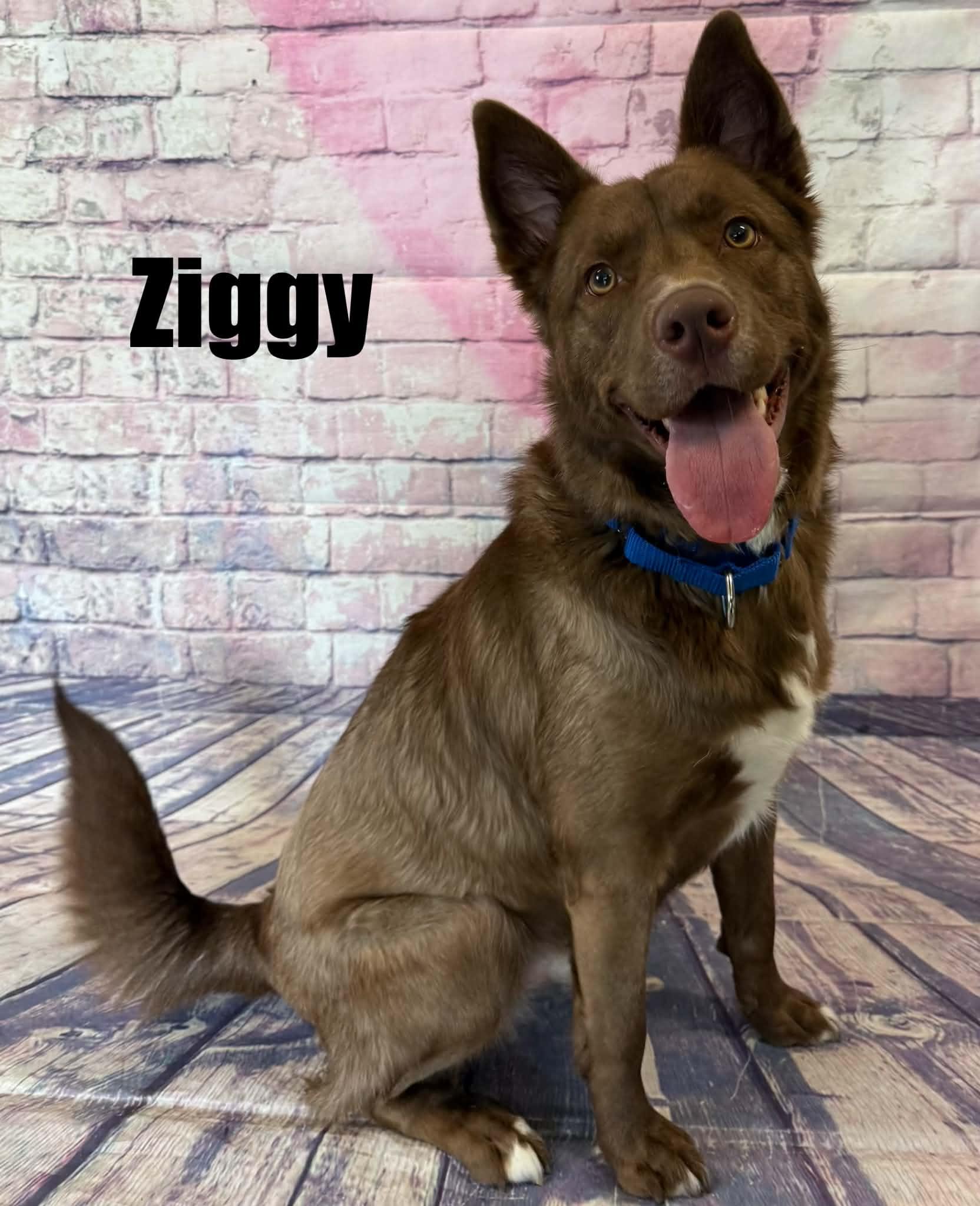 Ziggy, a ADOPTABLE mixed breed in Quincy, MI image 2/4