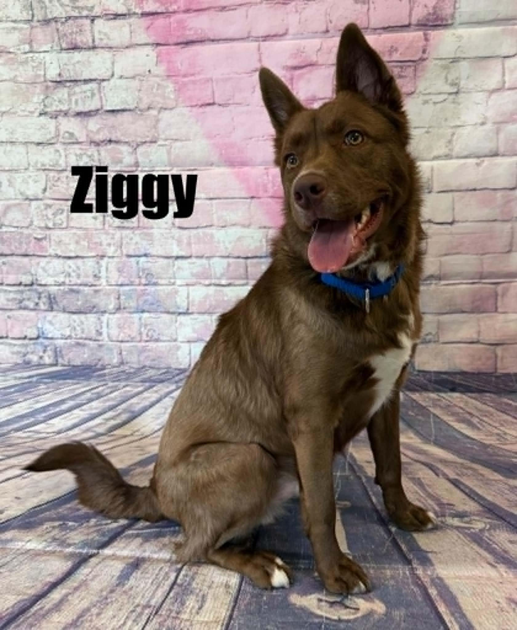 Ziggy, a ADOPTABLE mixed breed in Quincy, MI image 3/4