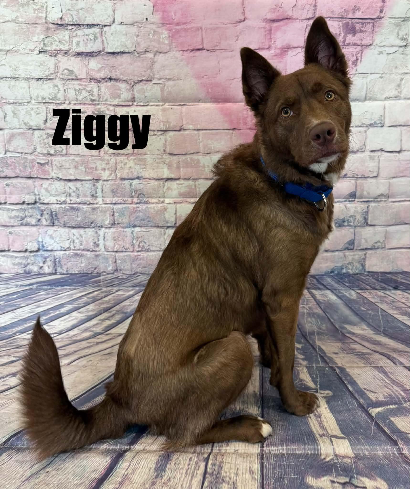 Ziggy, a ADOPTABLE mixed breed in Quincy, MI image 1/4