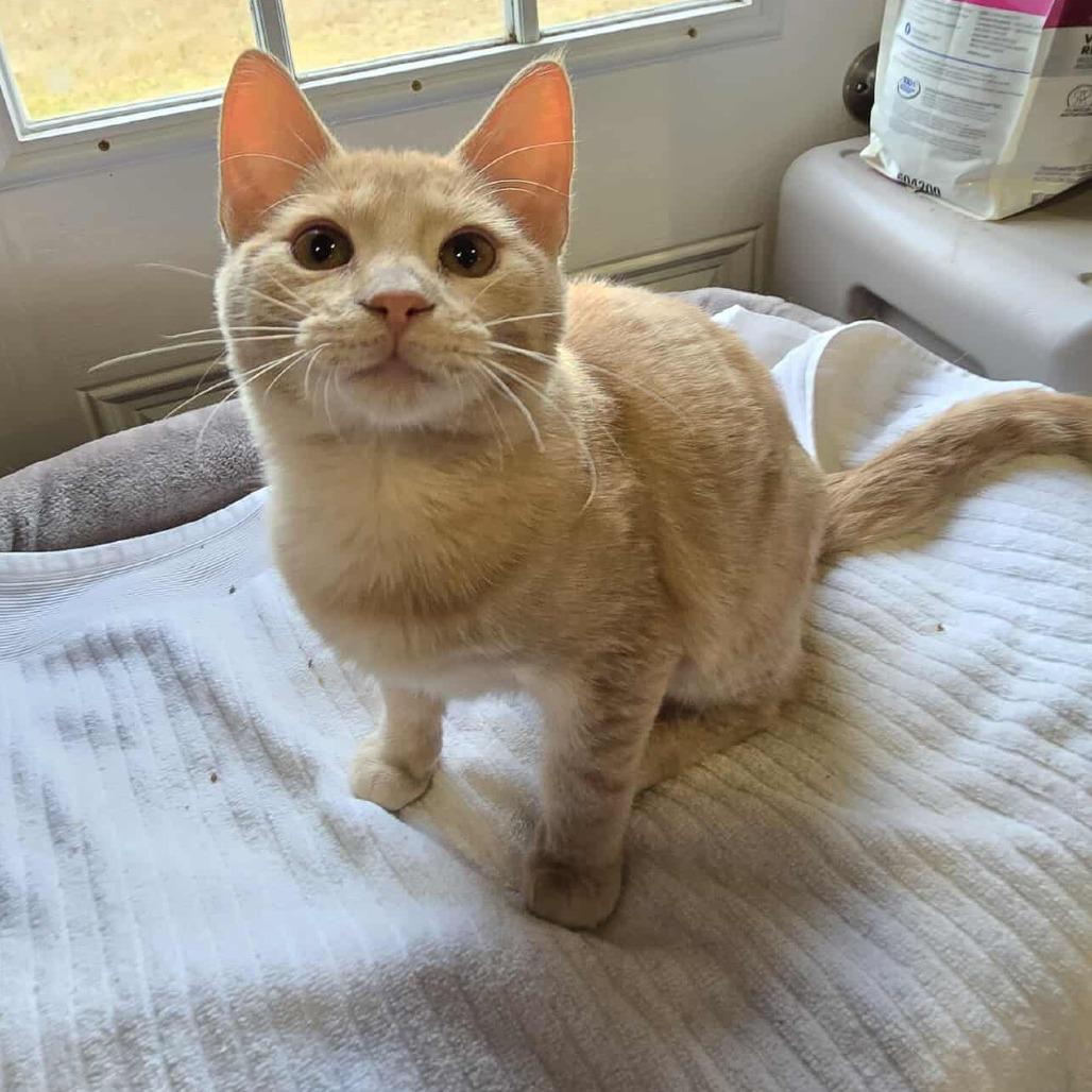 Harley, a Adoptable Domestic Short Hair in Flower Mound, TX image 3/3