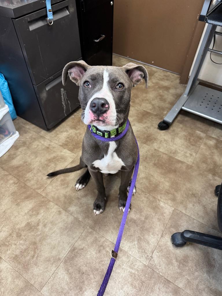 Enlarge Spuds, a Adoptable mixed breed in Springfield, OH image 1/1