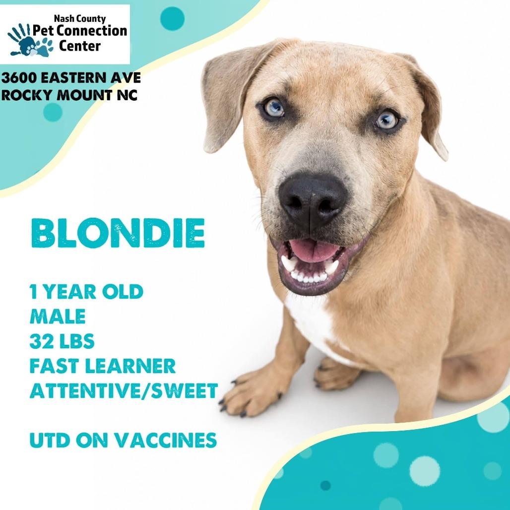 BLONDIE Available NOW - ADOPTION or RESCUE!, Adoptable, Young Male Mixed Breed.