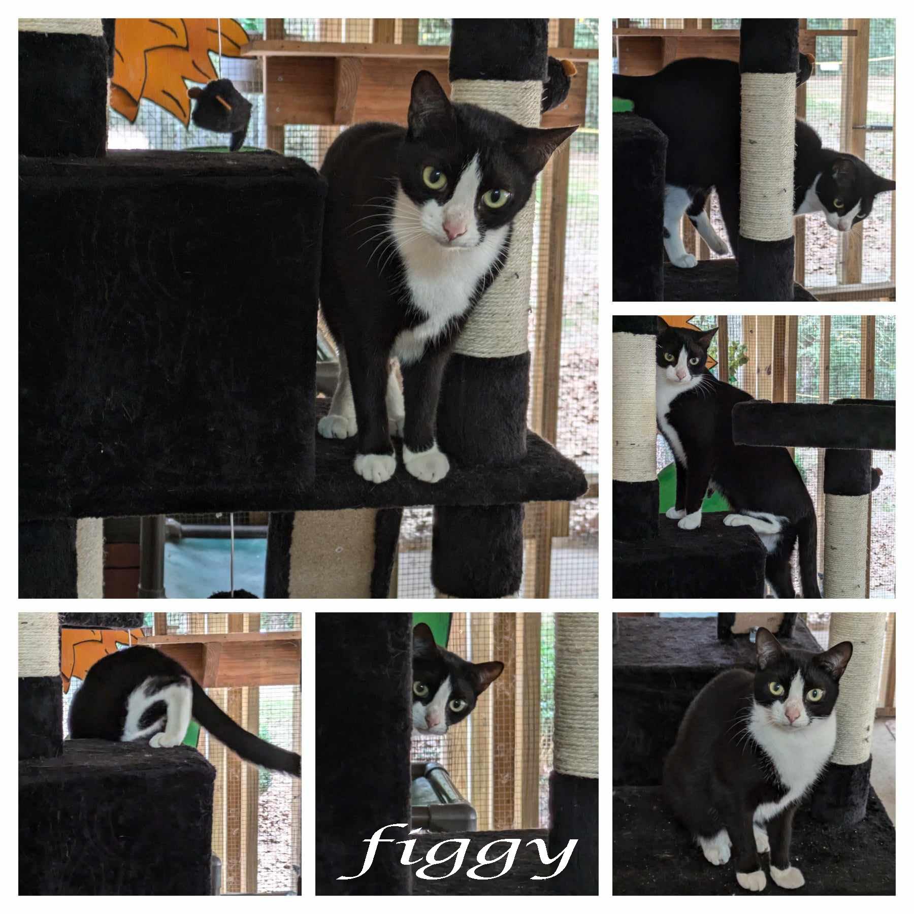 Figgy, Adoptable, Young Female Domestic Short Hair.