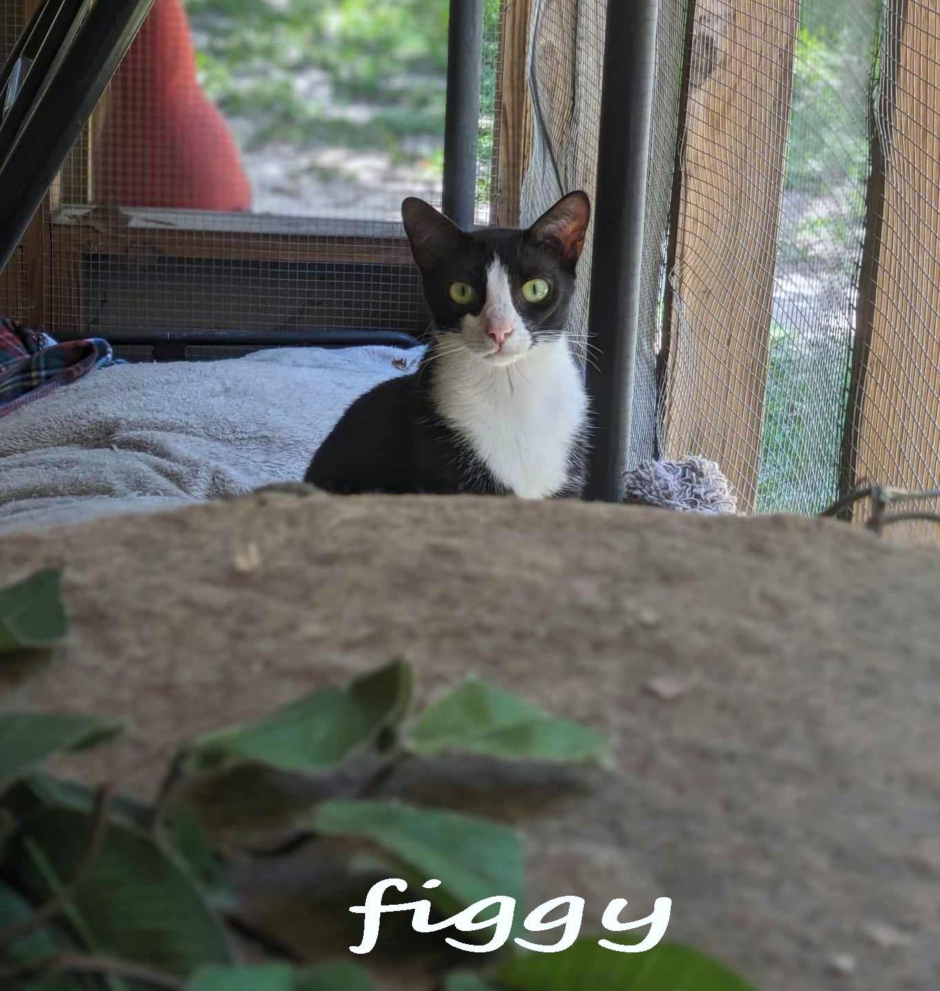 Figgy, a Adoptable mixed breed in Ozark, AL image 2/6