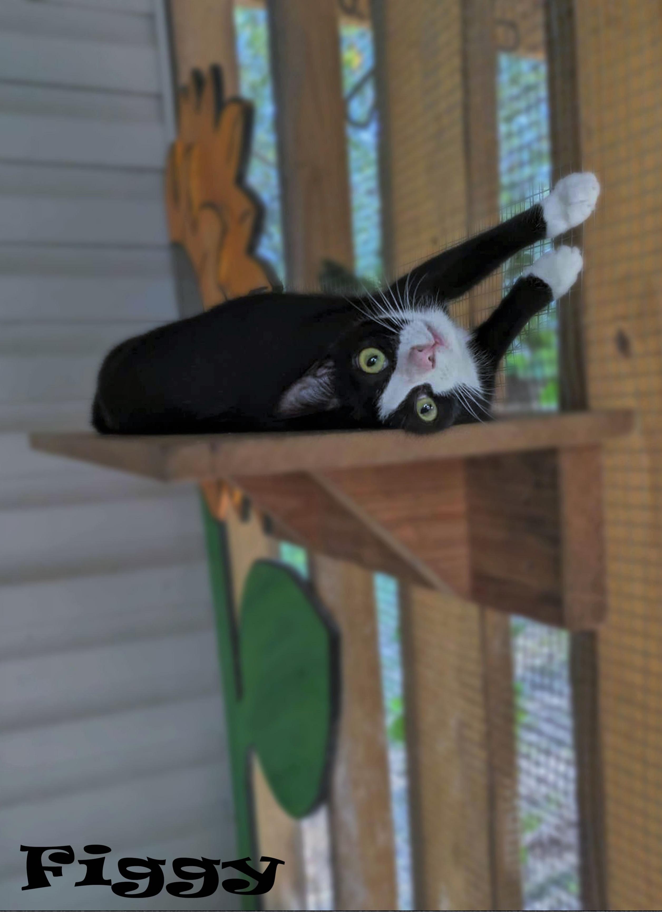 Figgy, Adoptable, Young Female Domestic Short Hair.