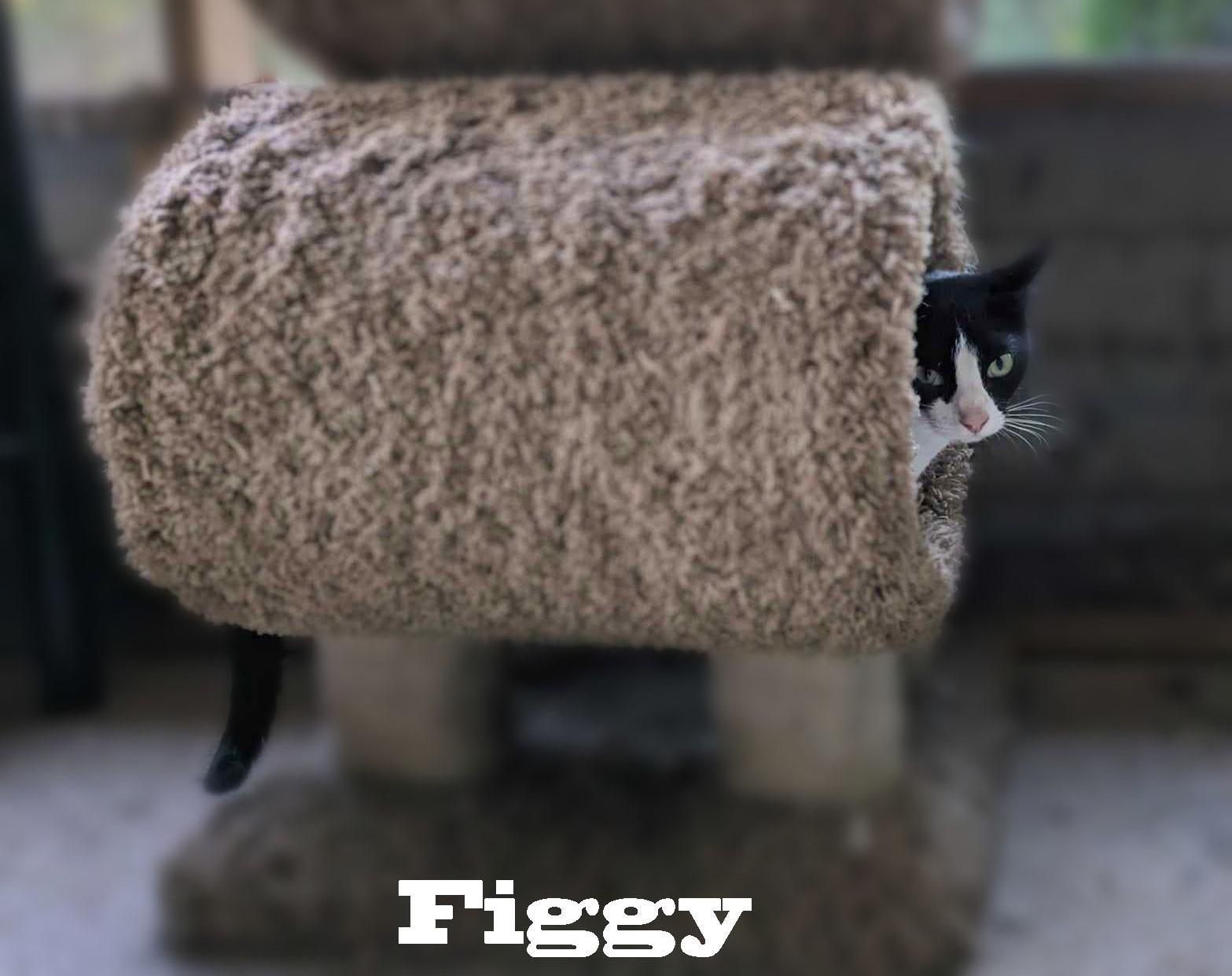 Figgy, a Adoptable mixed breed in Ozark, AL image 5/6