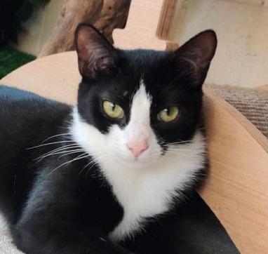 Figgy, a Adoptable mixed breed in Ozark, AL image 6/6