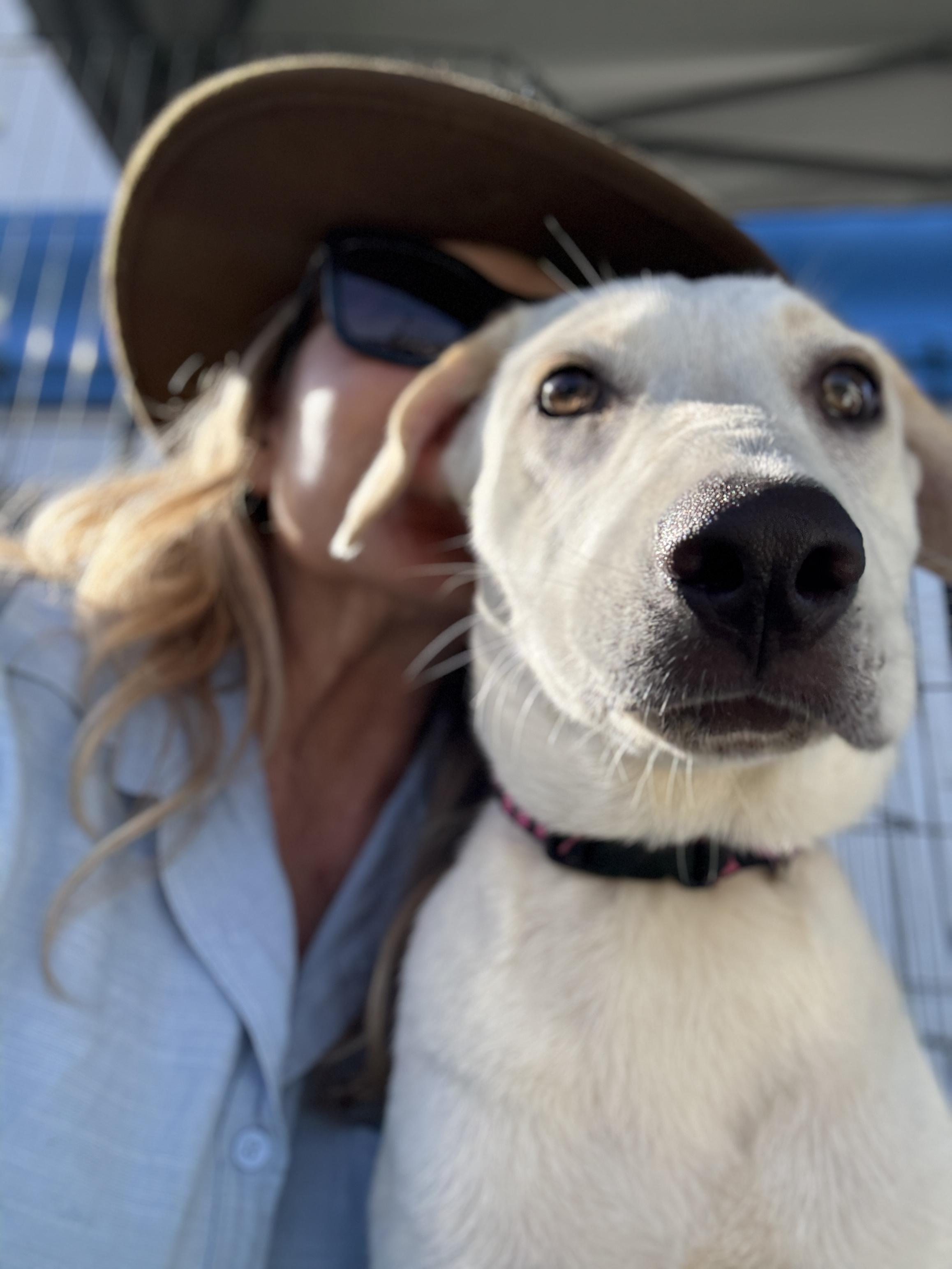 Enlarge Shelby , a ADOPTABLE mixed breed in San Diego, CA image 5/5