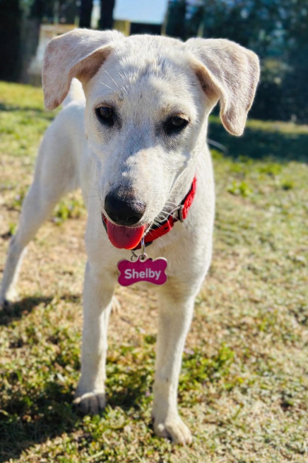 Enlarge Shelby , a ADOPTABLE mixed breed in San Diego, CA image 1/5