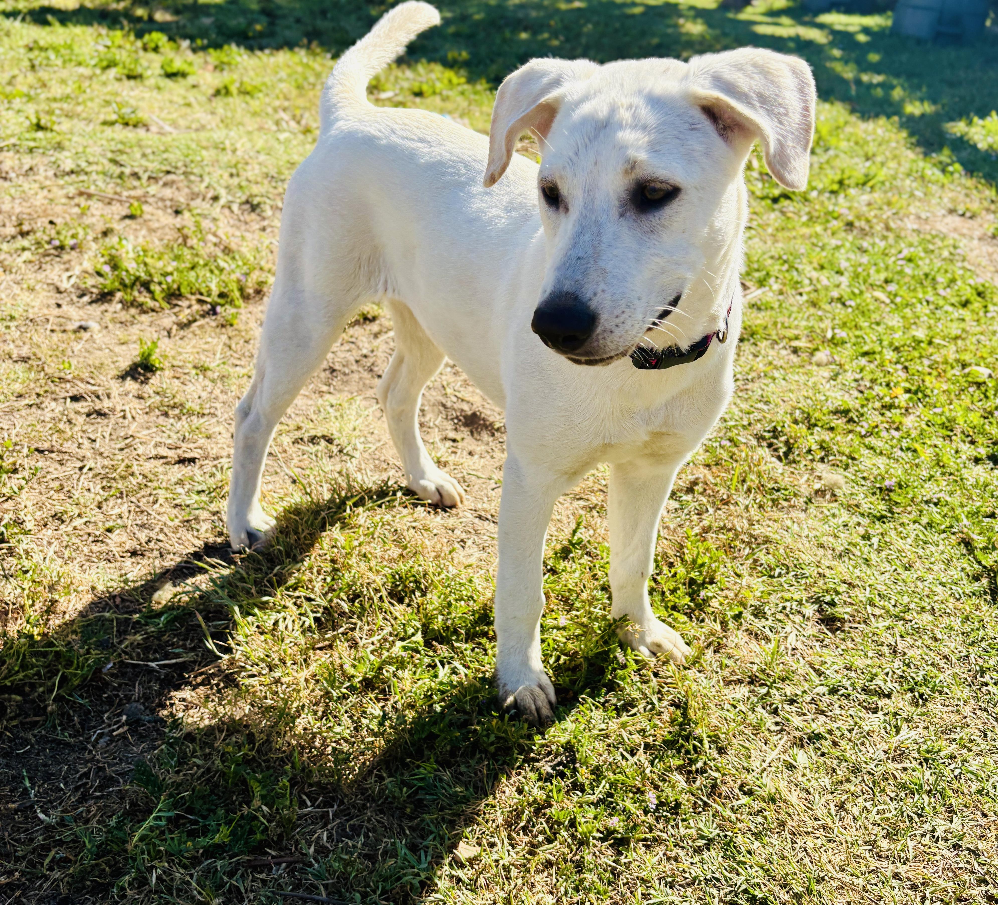 Enlarge Shelby , a ADOPTABLE mixed breed in San Diego, CA image 2/5