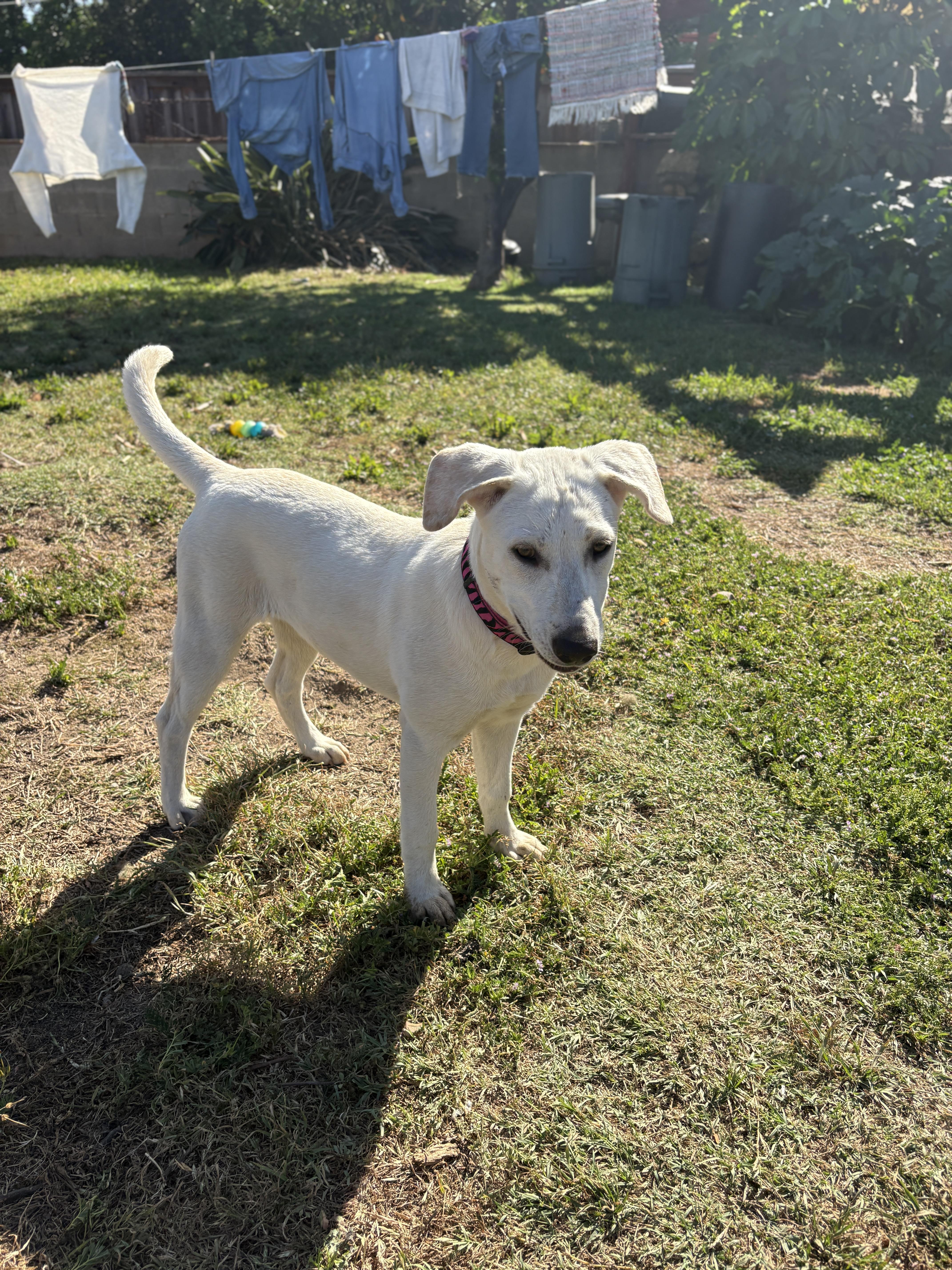 Enlarge Shelby , a ADOPTABLE mixed breed in San Diego, CA image 4/5