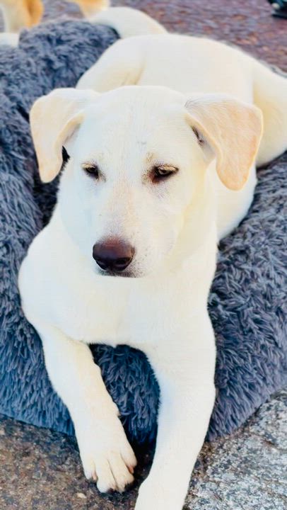 Enlarge Shelby , a ADOPTABLE mixed breed in San Diego, CA video 3/5