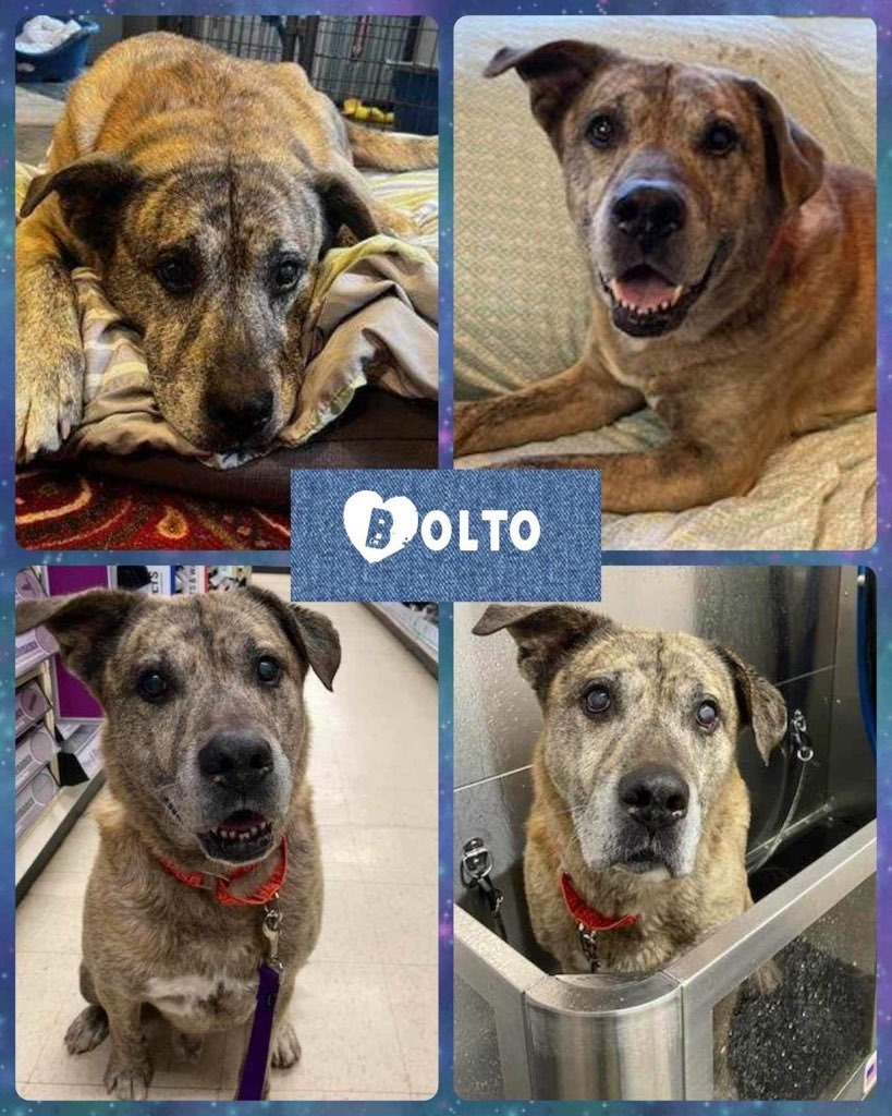 Dog for adoption Bolto, an Anatolian Shepherd Mix in Pomona, NY
