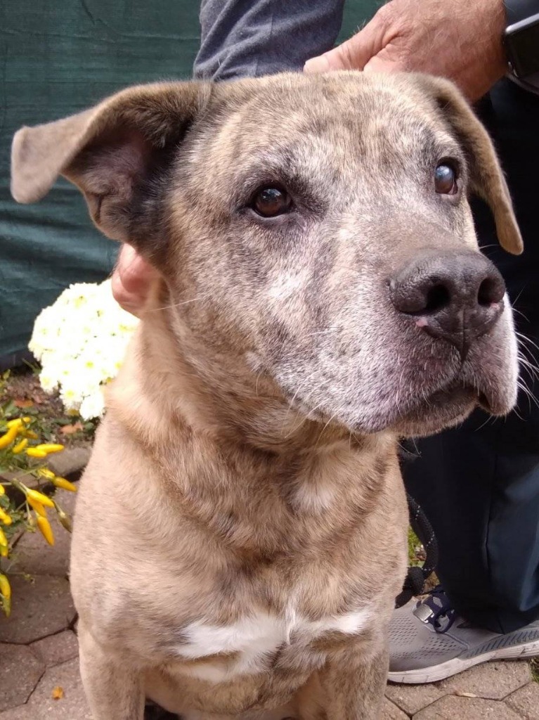 Bolto Anatolian Shepherd Dog