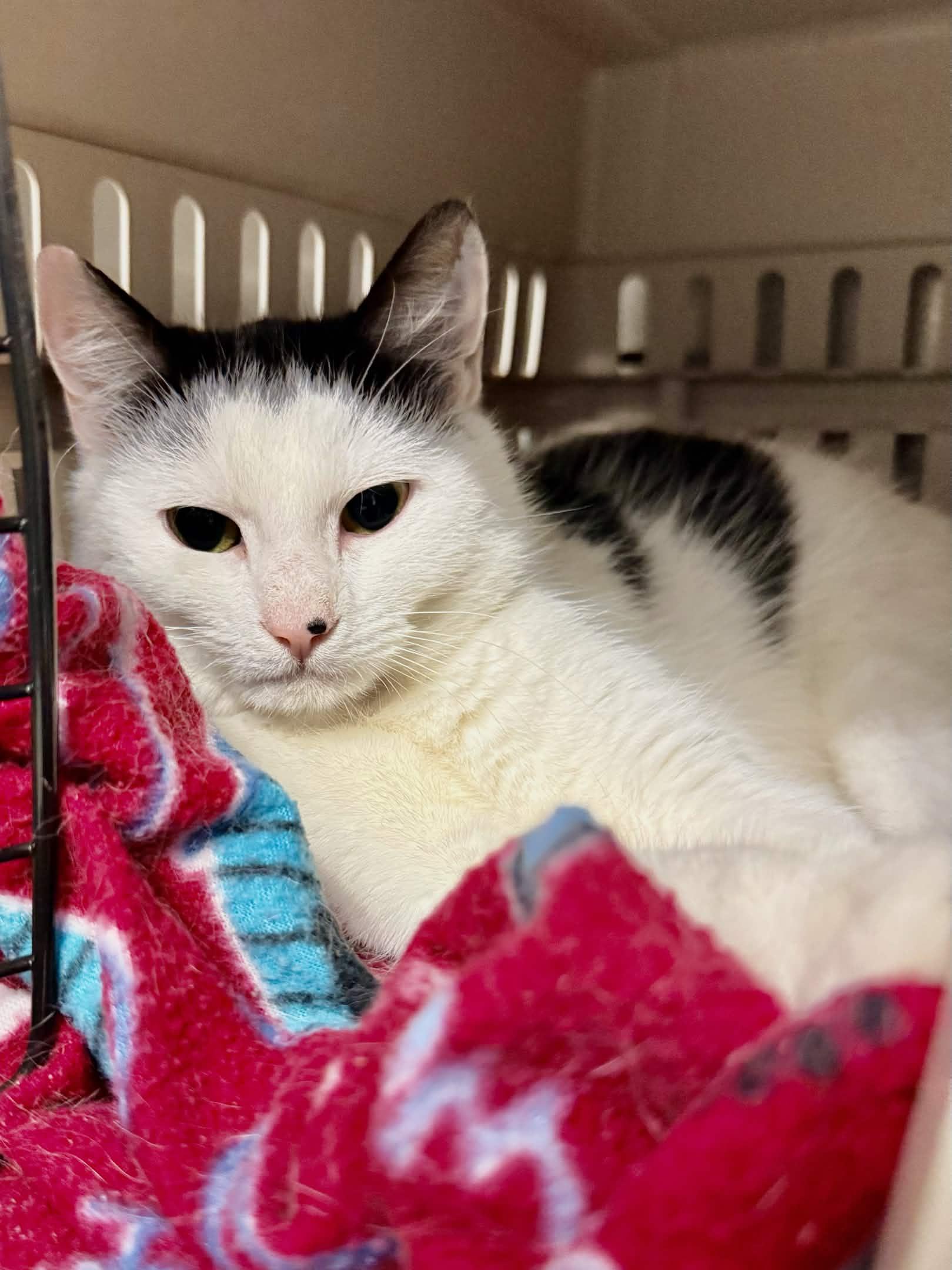 Enlarge Axel, an adopted Domestic Short Hair in Exeter, RI image 3/3